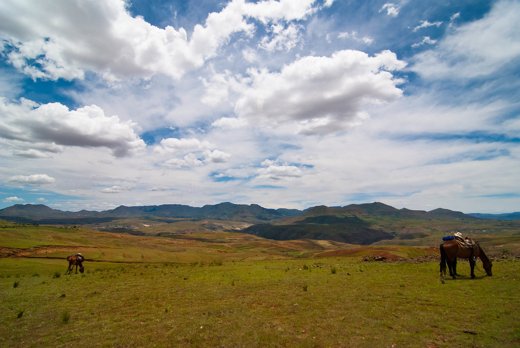 Basuto ponies take a break, outside Malealea, Lesotho