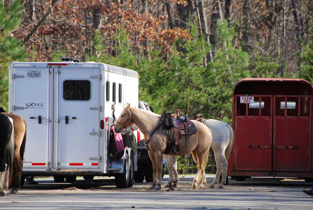 Ready to ride horses trailers Lake Anna State Park