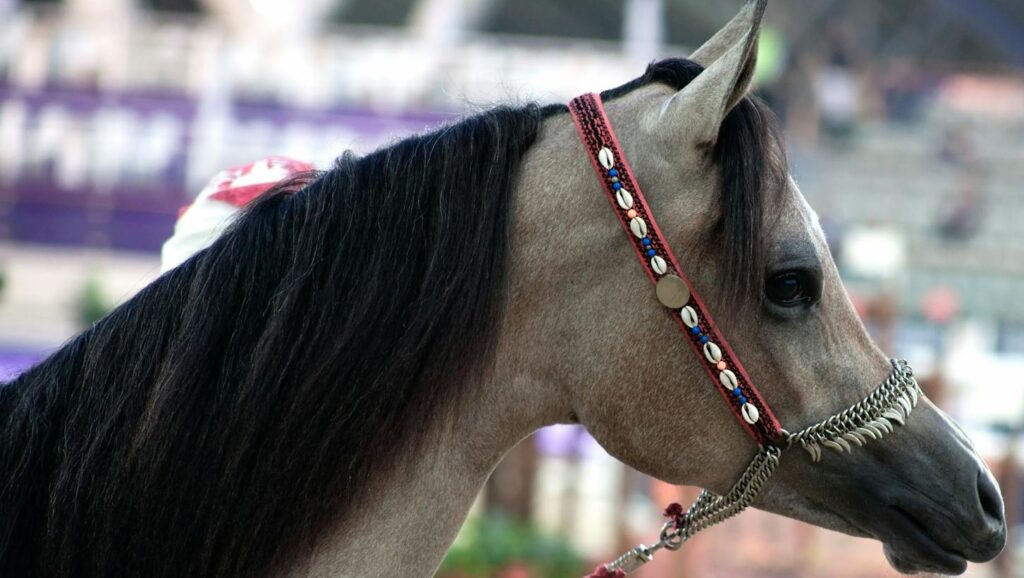 Stunning Arabian horse side profile with ornate bridle in a Qatari setting.