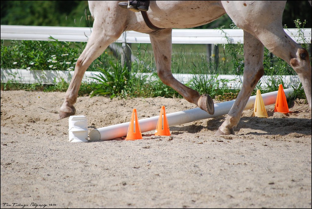 Horse legs jumping on poles