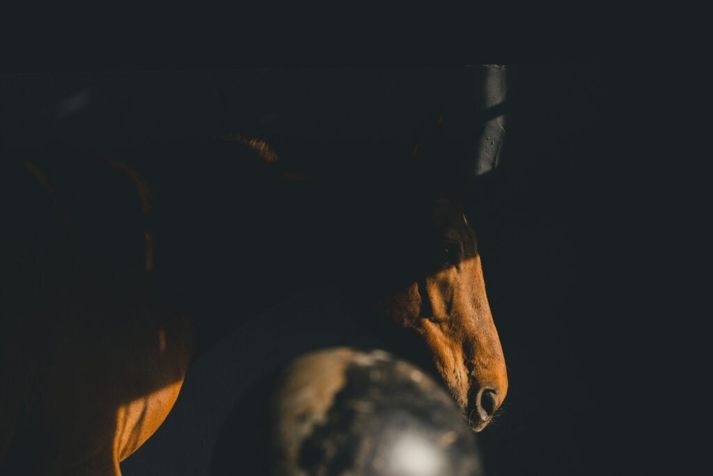 A brown horse standing next to a black ball