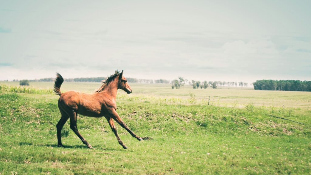 brown horse on green grass field during daytime