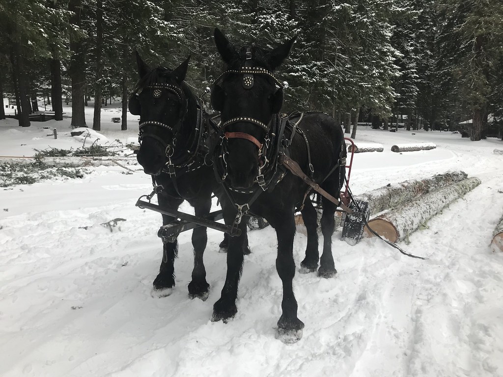 Horse logging in the snow