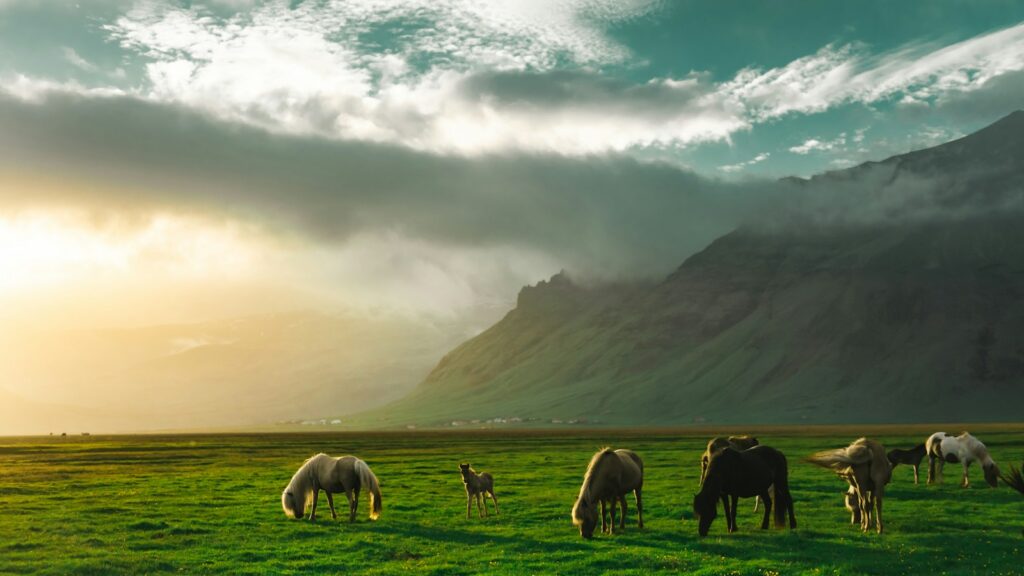 herd of horses on green grass field near mountain under white clouds during daytime