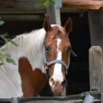 Just an old horse pic