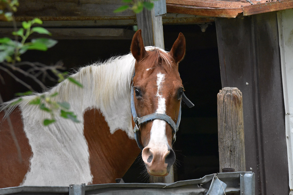 Just an old horse pic