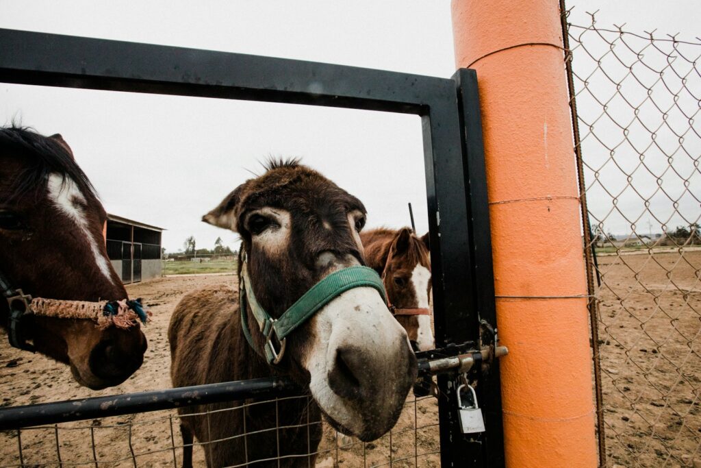 Horse and donkey in cage during daytime