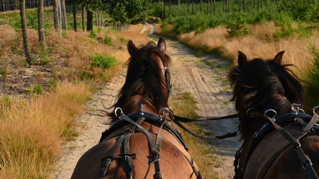a pair of horses on a dirt road