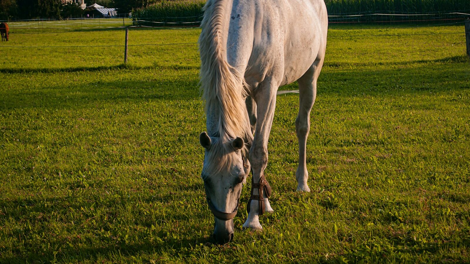 white horse on green grass field during daytime
