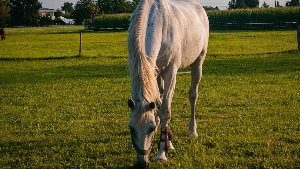 white horse on green grass field during daytime