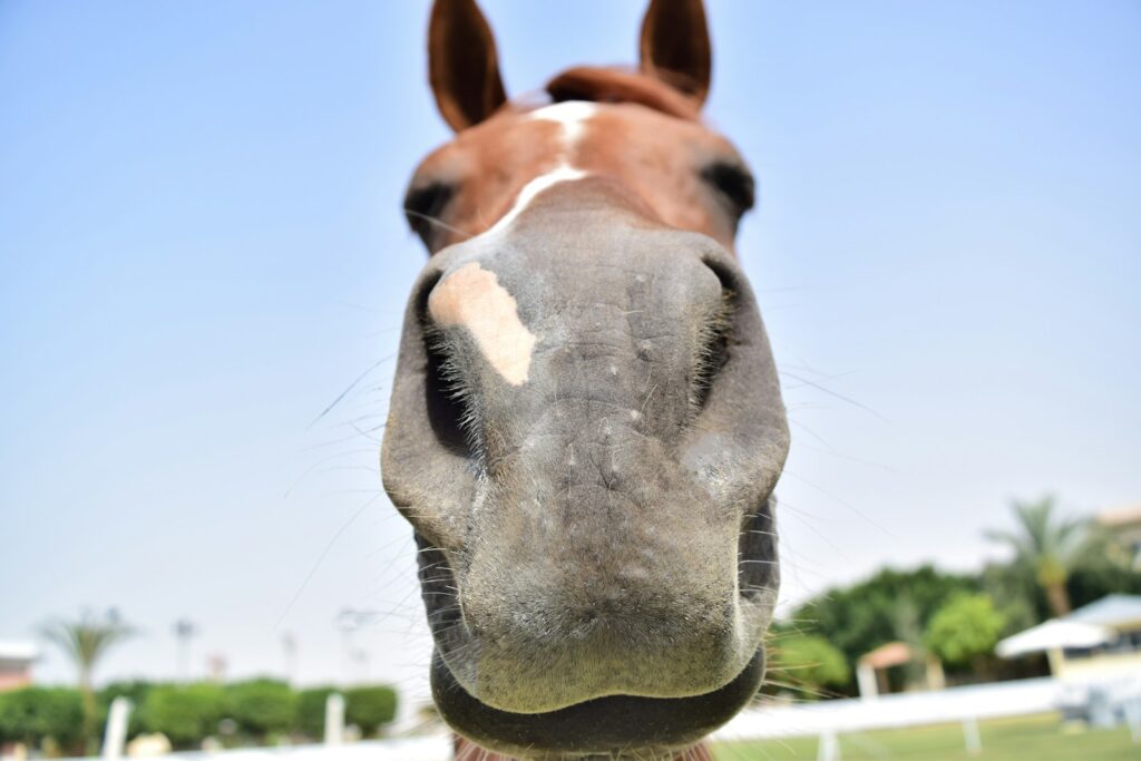 Close up of a horse's face with a sky background