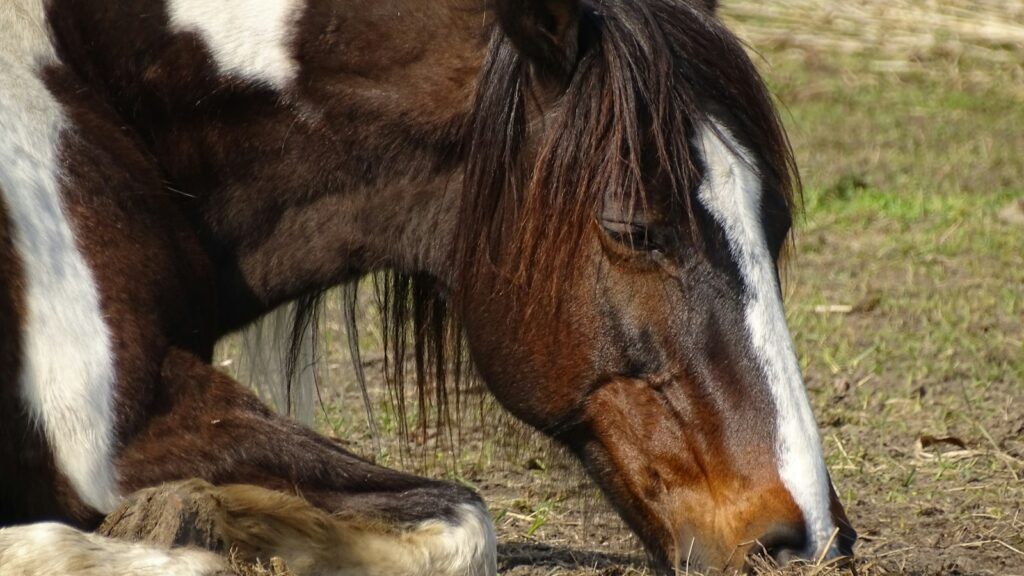 a brown and white horse laying down in a field
