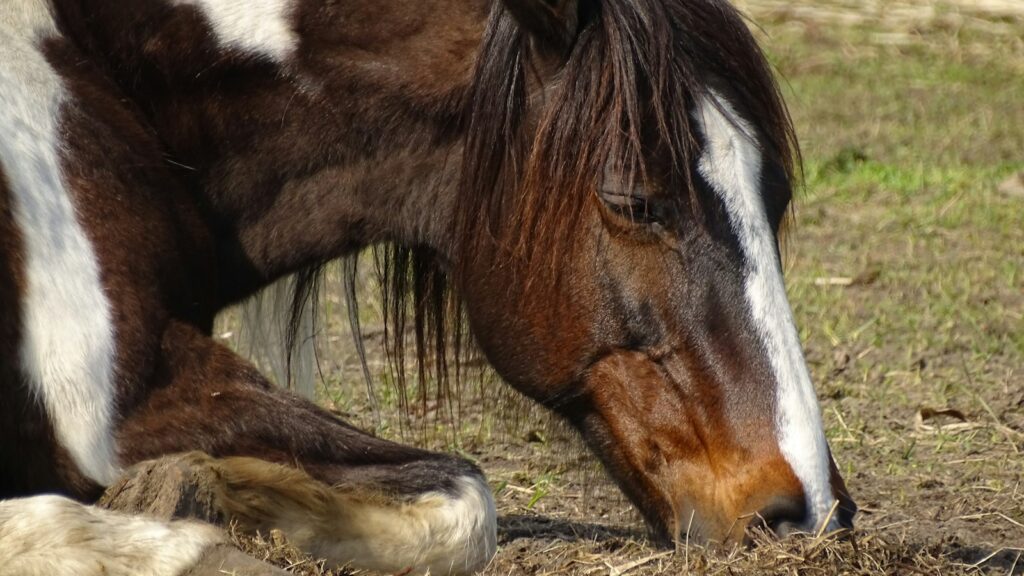 a brown and white horse laying down in a field