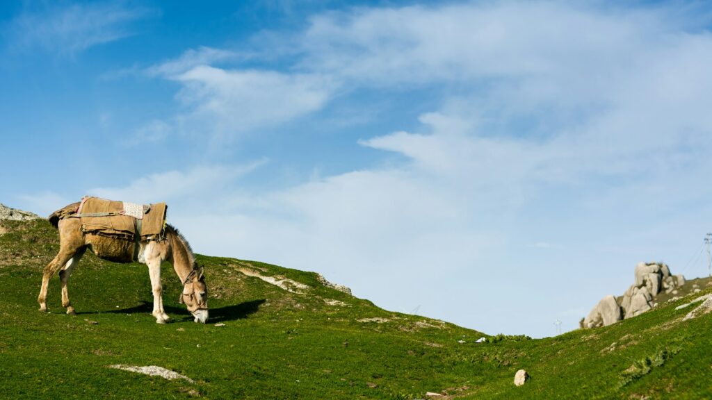 horse eating grass at the field during day