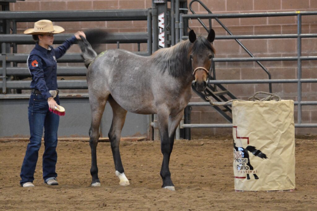 A participant brushing their wild horses' tails