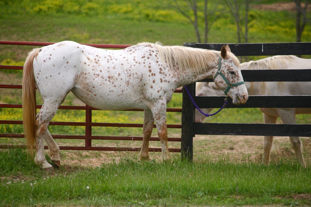 Appaloosa horse with distinctive spotted coat pattern standing in a paddock