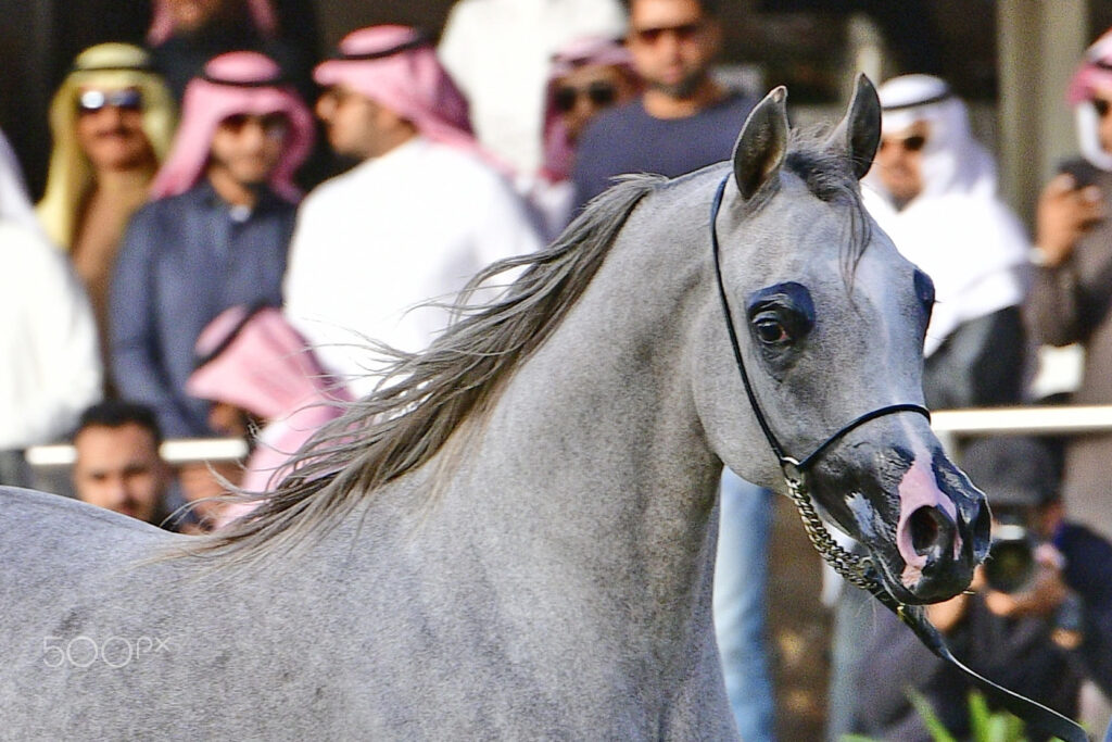 Arabian Horse show