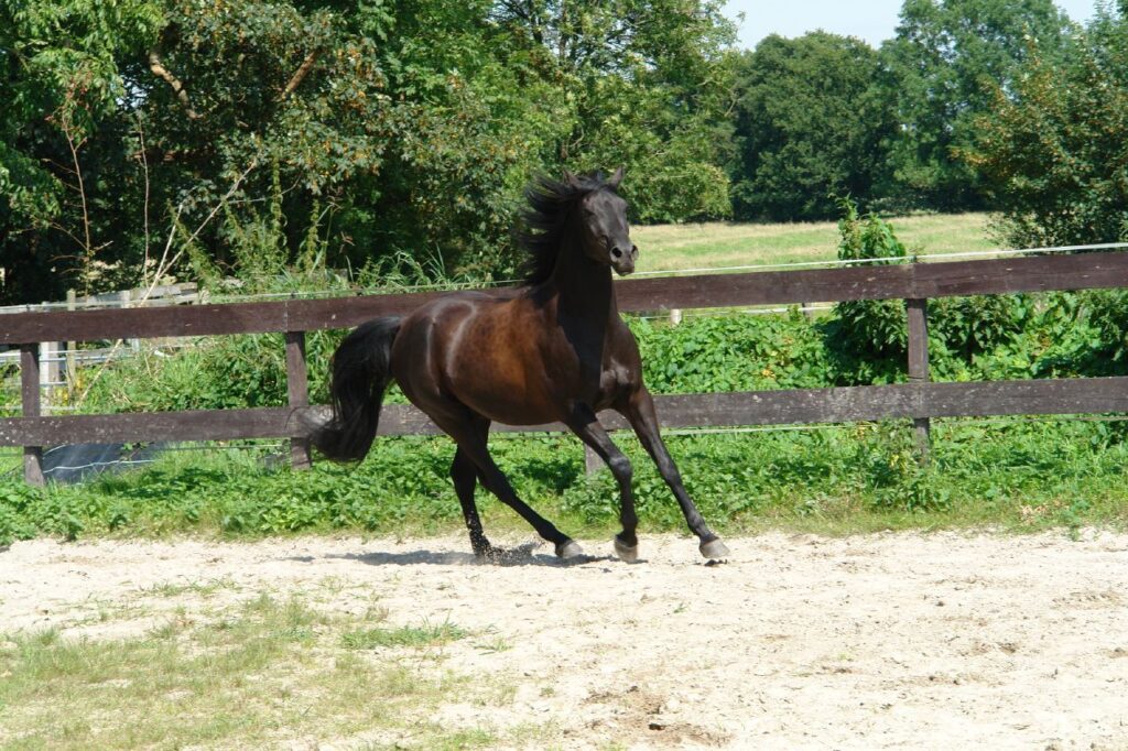 Arabian horse training