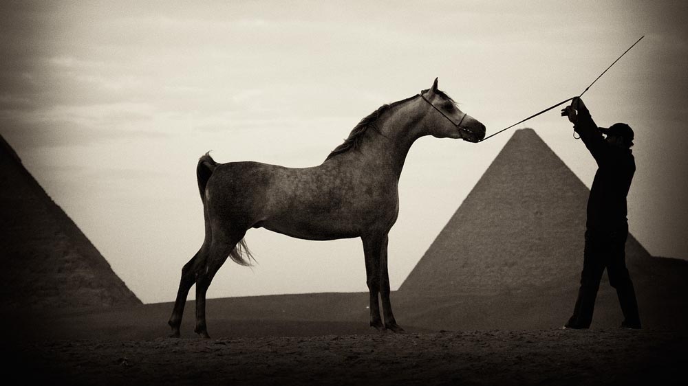 Arabian horse by the pyramids