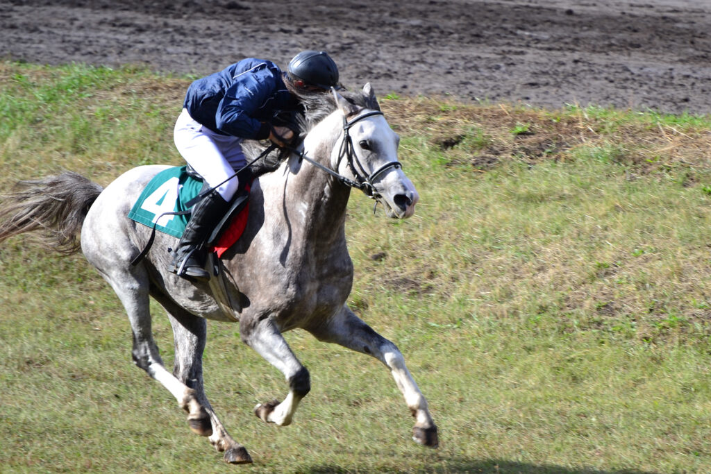 Arabian horse approaching the finish line
