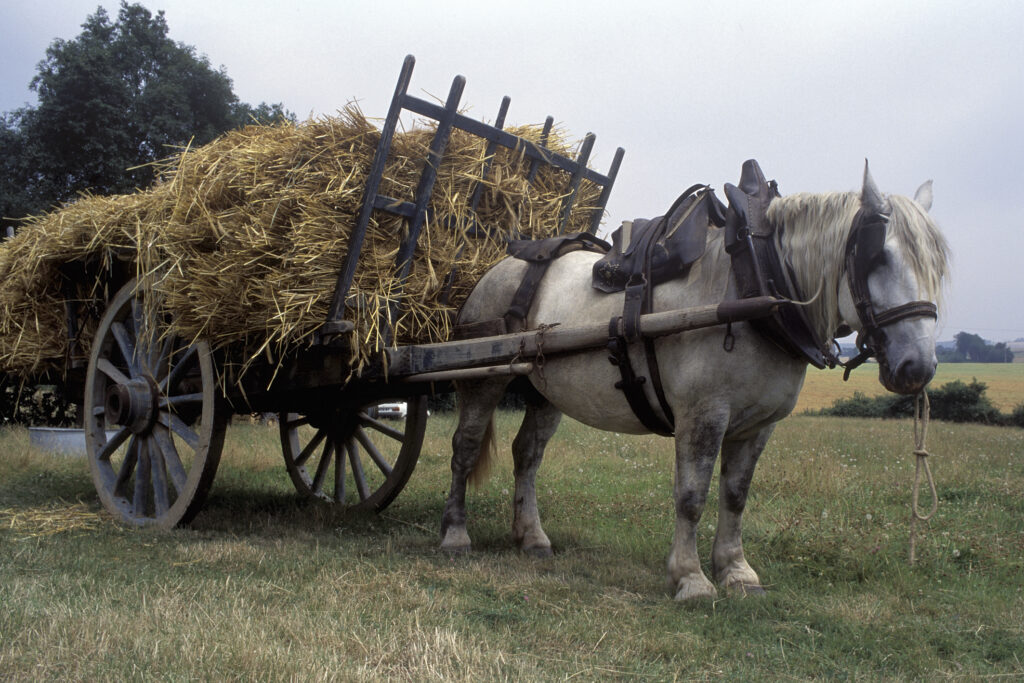 Percheron horse at work