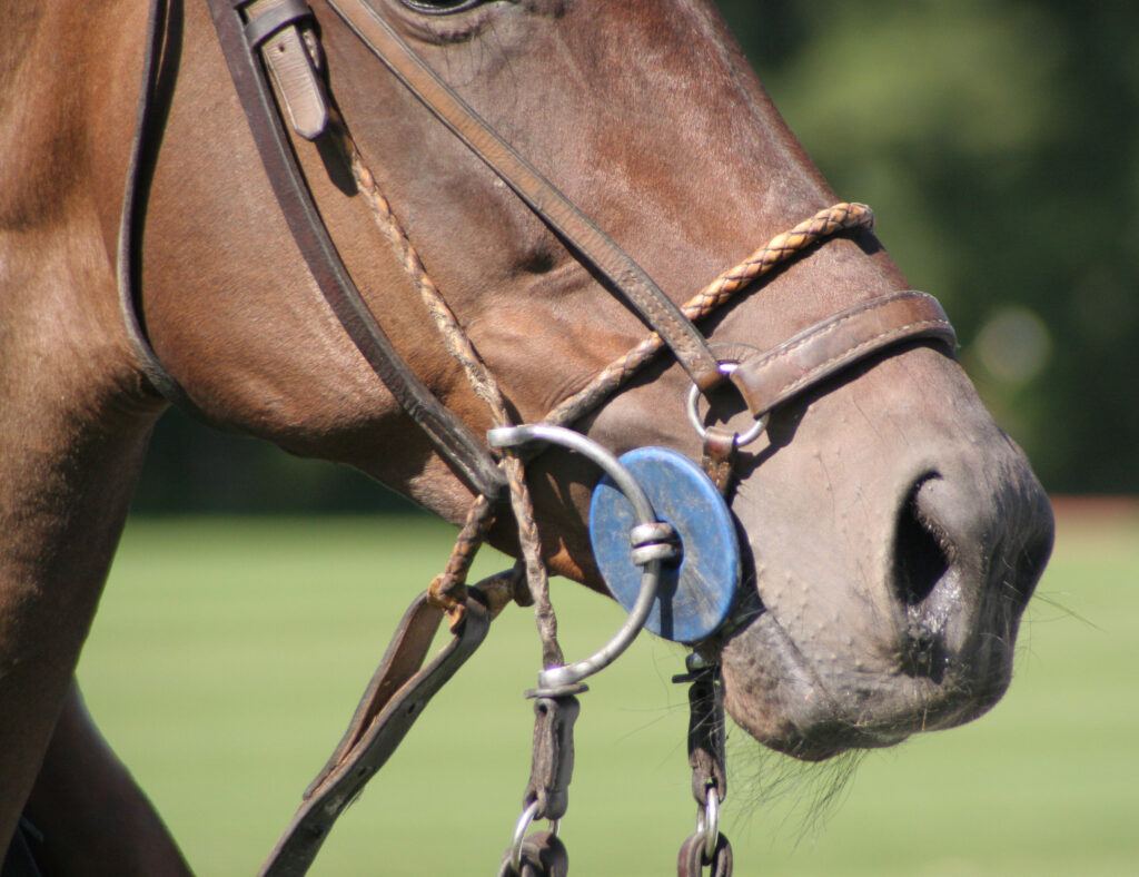 Gag bit used on a polo pony
