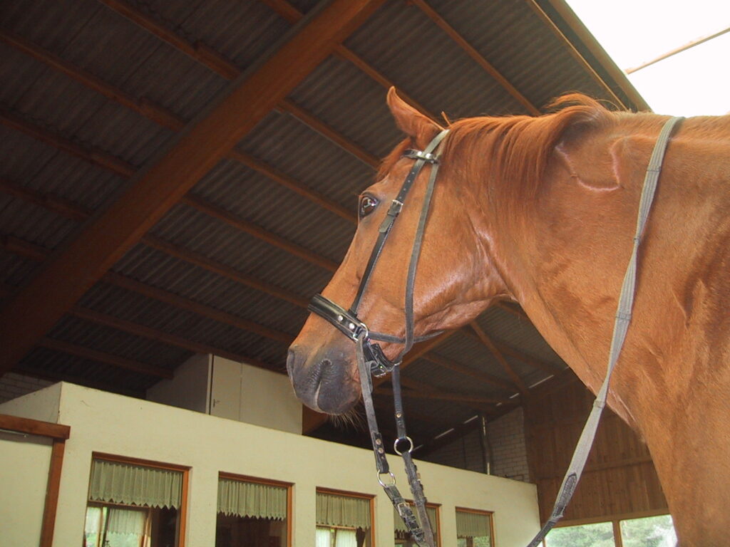 Bittless bridle