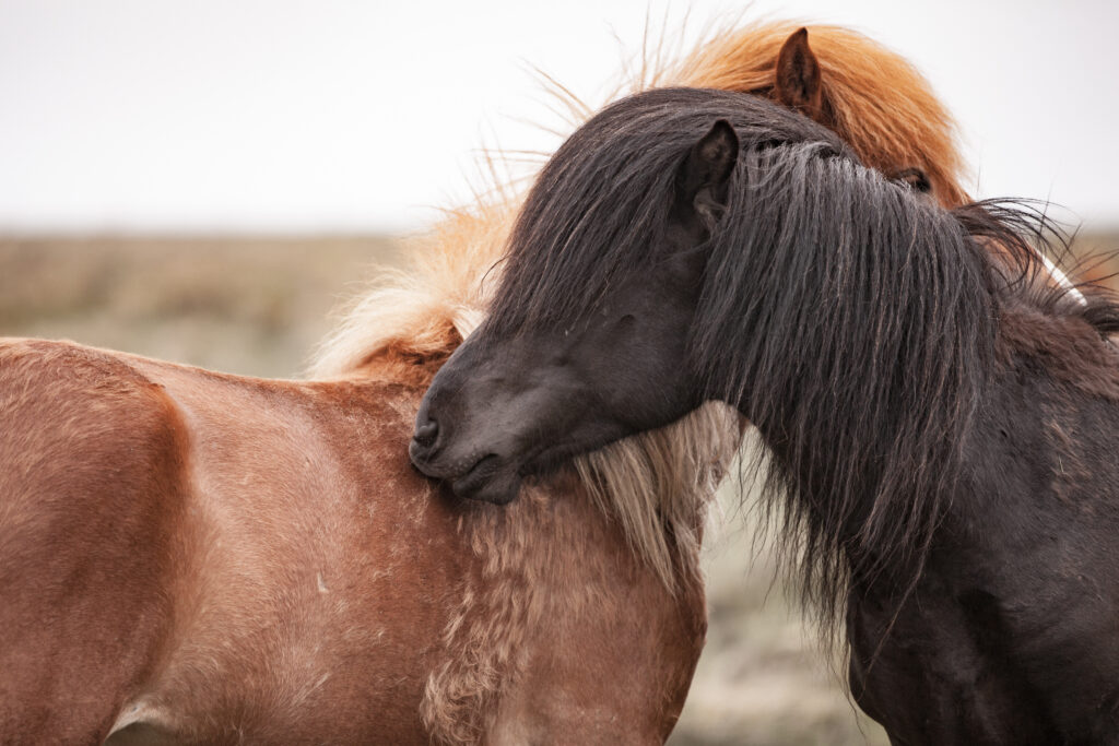 Black and chestnut horses nuzzling
