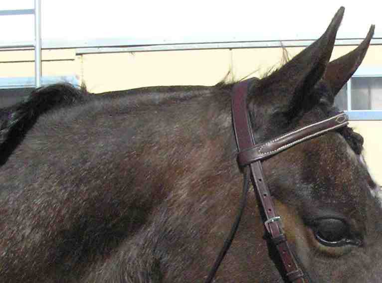 Close up of a groomed "bridle path" on a horse.