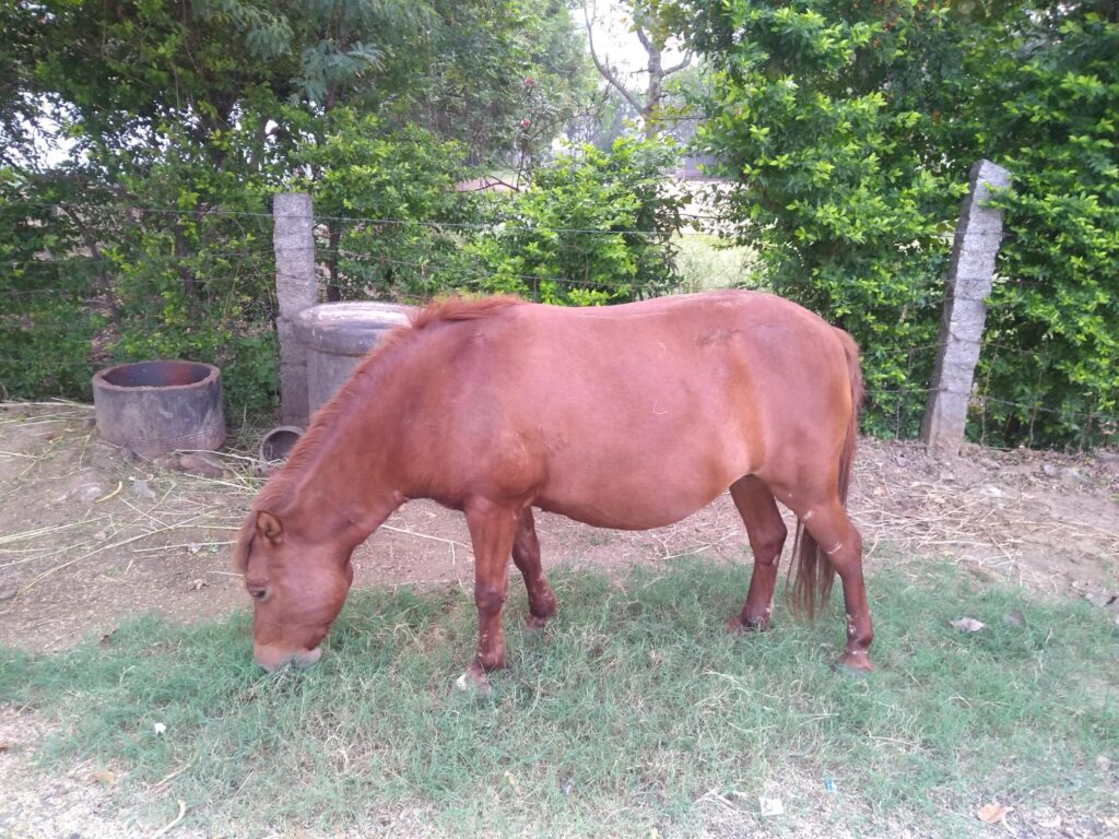 Brown horse