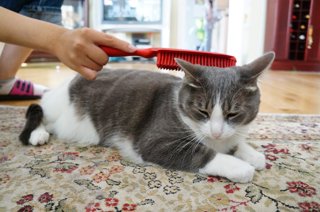 Brushing a female cat's fur