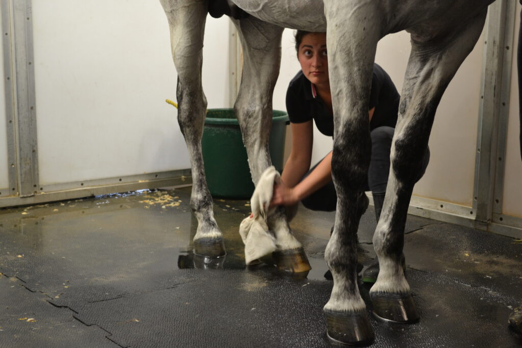 Tour of the stables, cleaning horses.