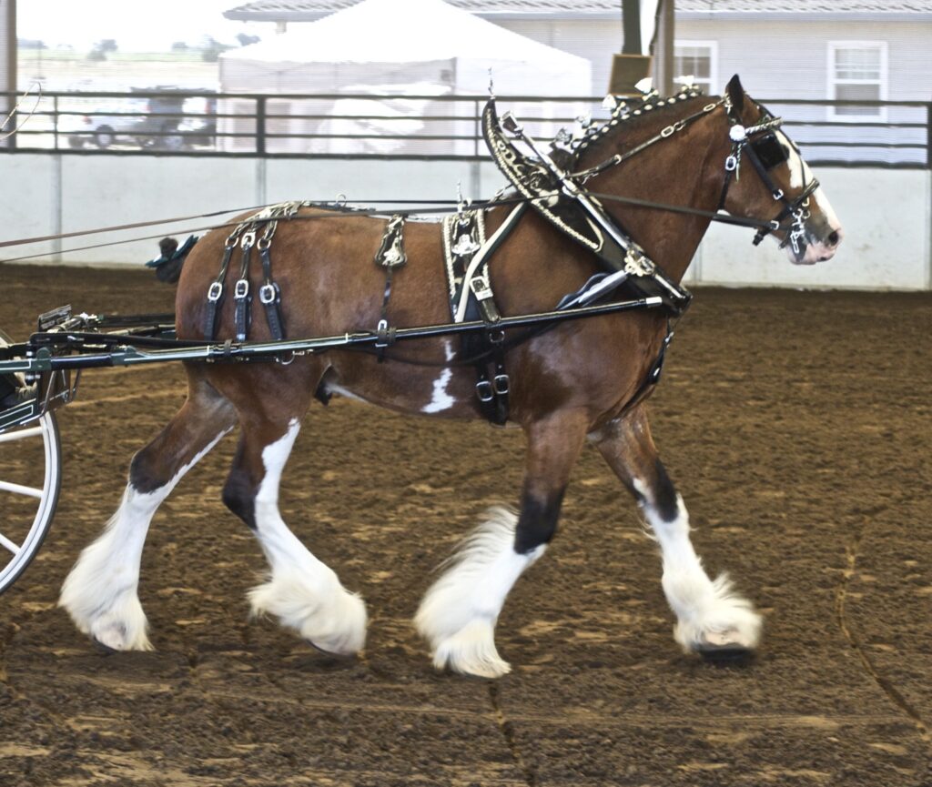 Clydesdale in harness
