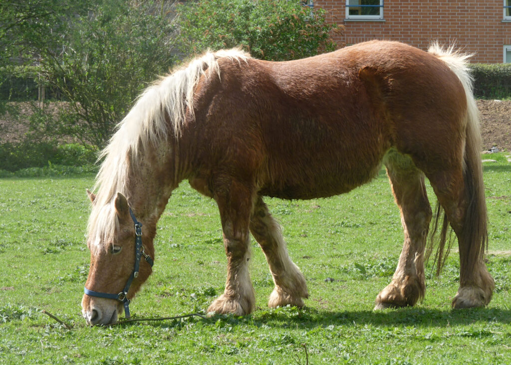 Comtois horse shedding