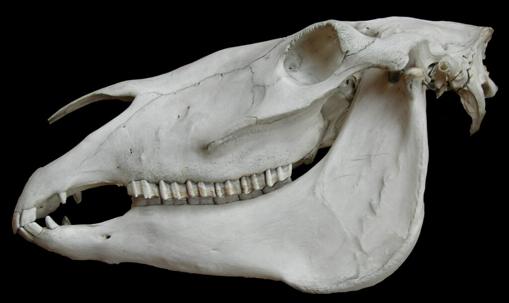 Horse skull showing the large gap between the front teeth and the back teeth. The bit sits in this gap, and extends beyond from side to side.