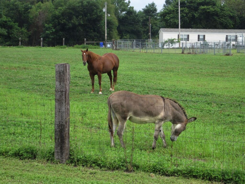Crittenden County AR horse and donkey