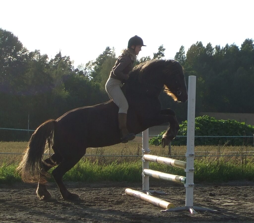 Norwegian Draft Trotter jumping 90 cm