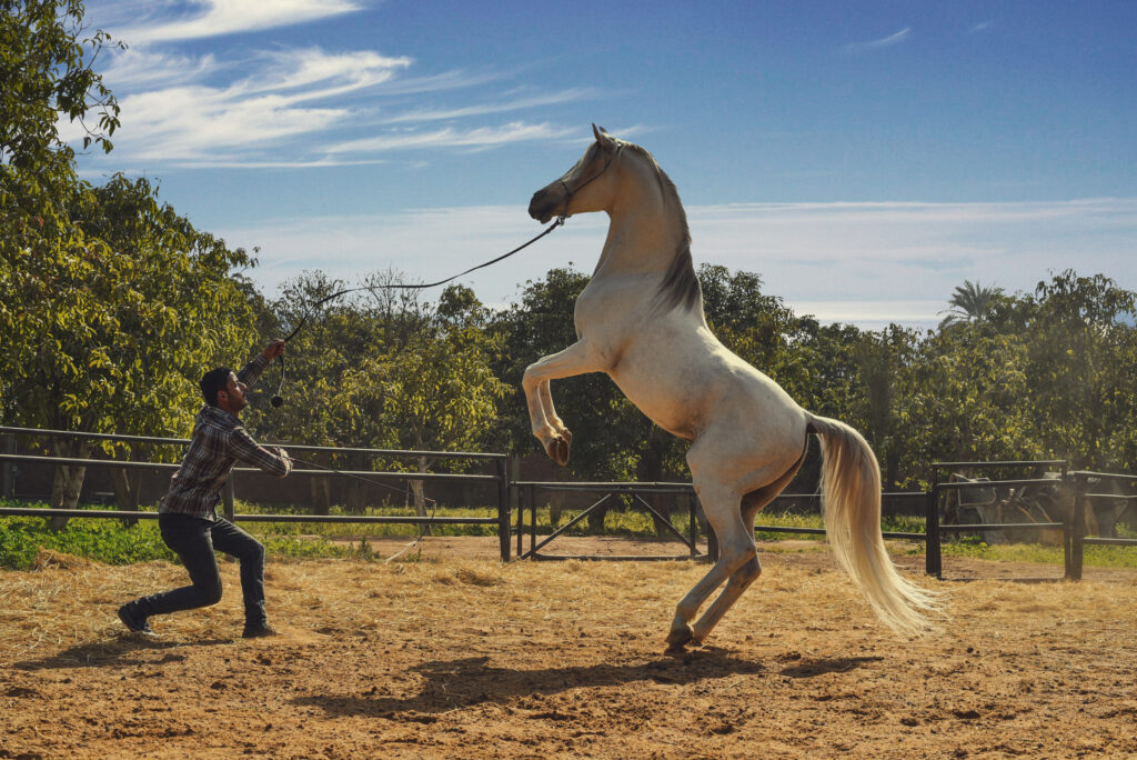 Dancing with a horse
