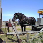 Draft horse, Notsuke Peninsula, Hokkaido, Japan, May 2010