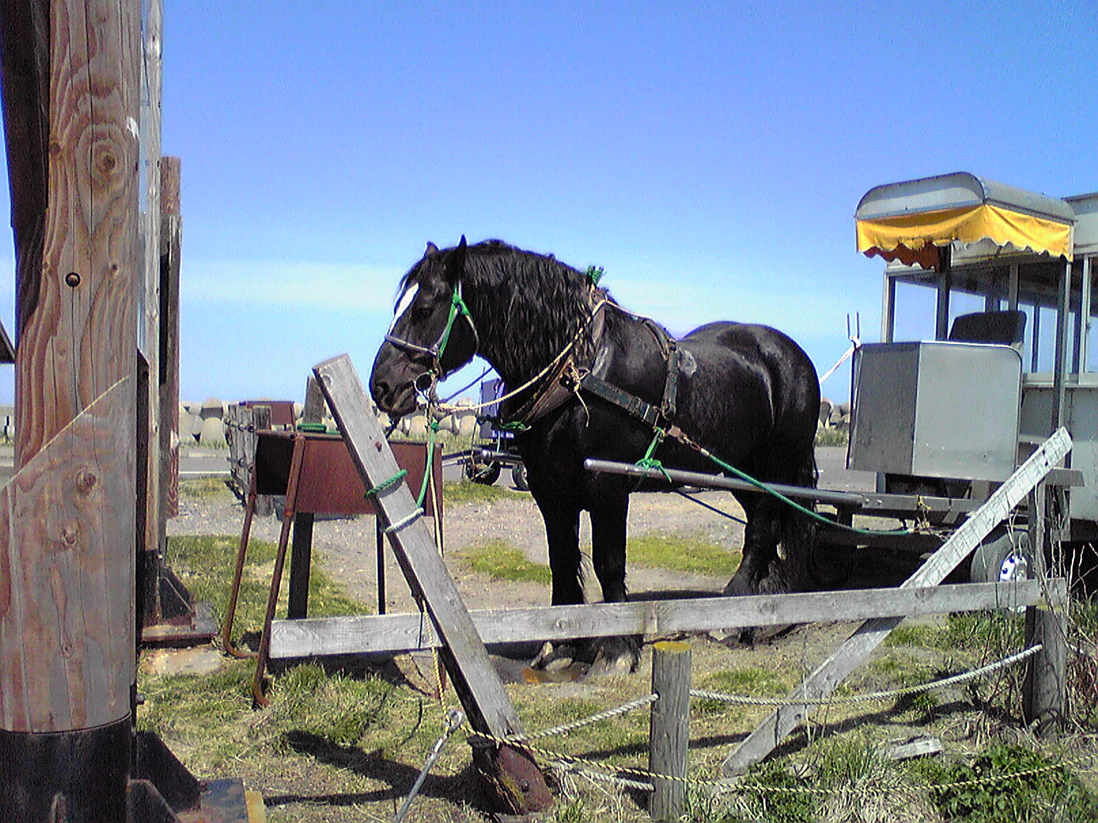 Draft horse, Notsuke Peninsula, Hokkaido, Japan, May 2010