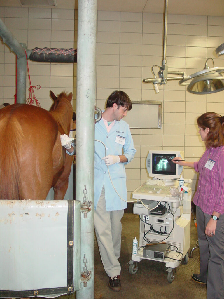 A veterinary student learns to perform and interpret ultrasound on horse at the College of Veterinary Medicine at the University of Florida in the United States in September 2006.