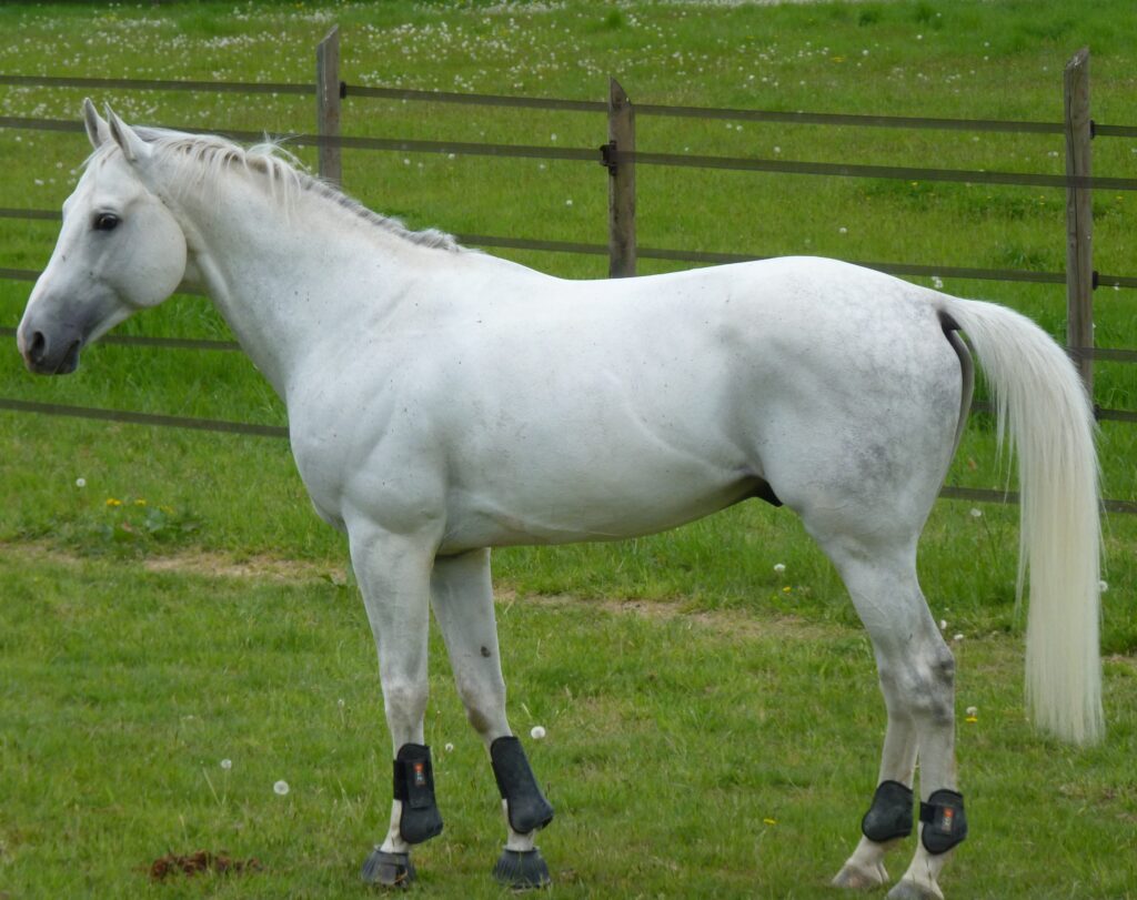 Anglo-Arabian stallion standing in profile
