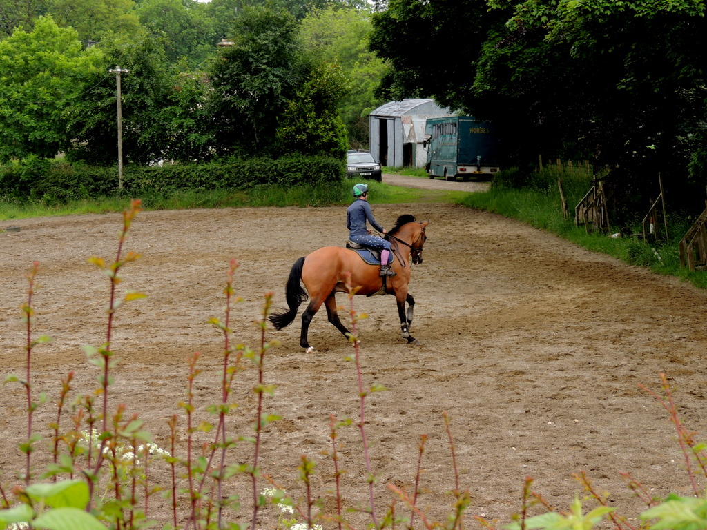 Exercising a horse