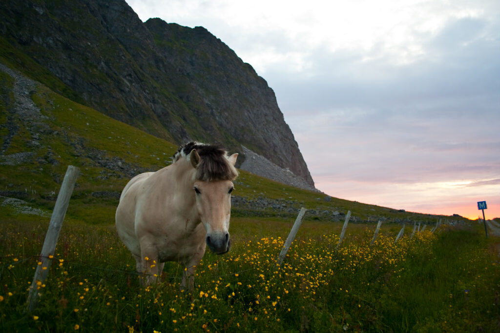 Fjord horse