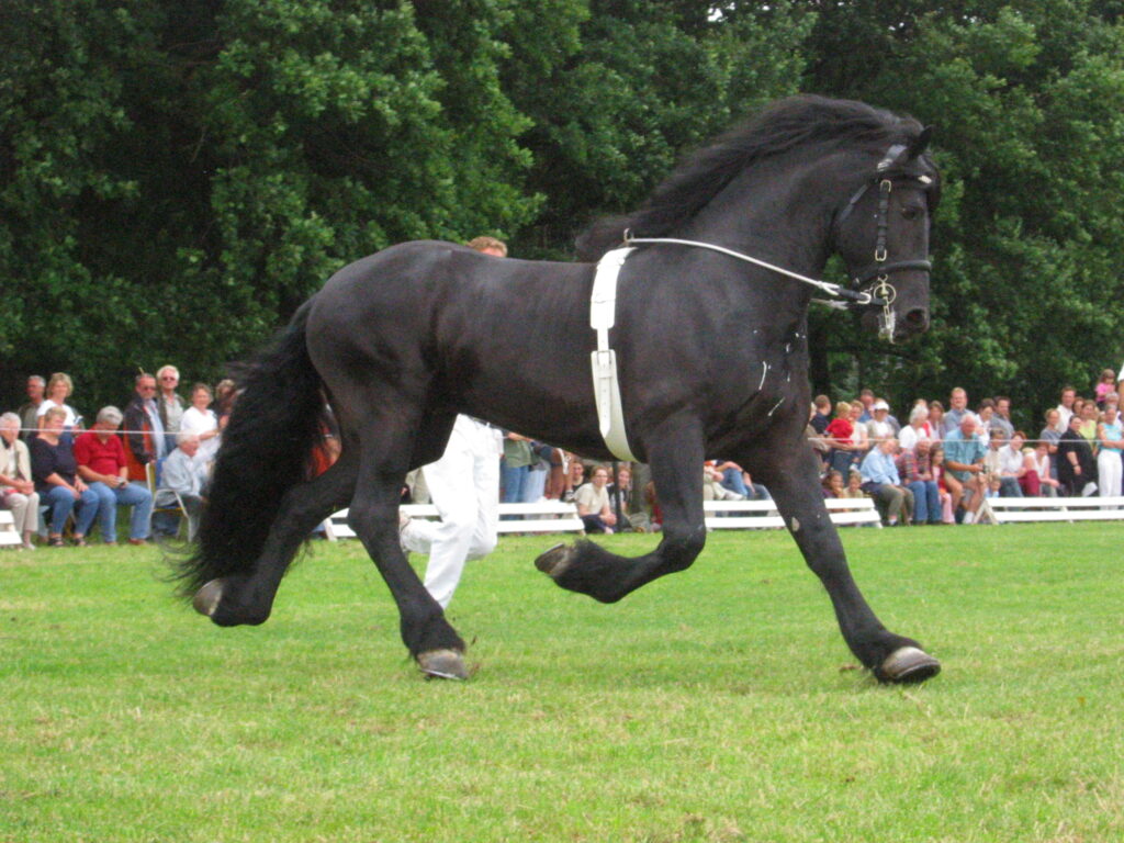 Friesian horse
