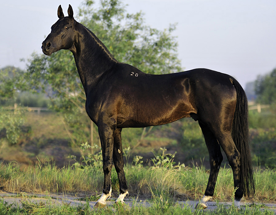 Akhal-teke stallion