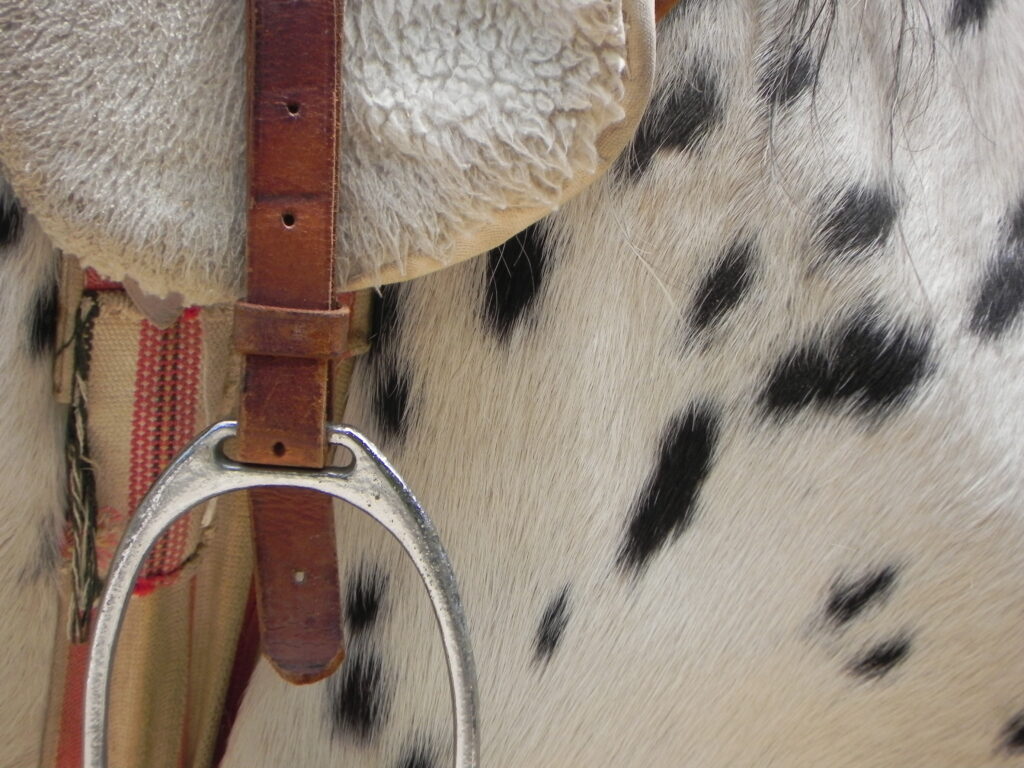 Girth on a horse