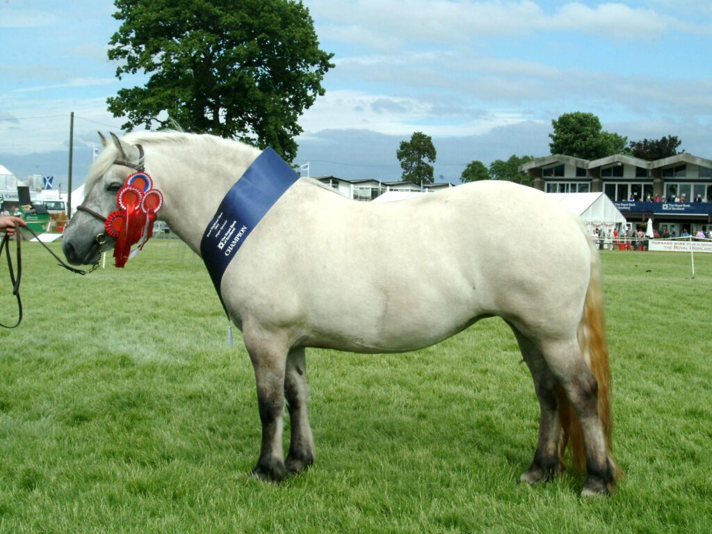 Grace of Carlung, Highland Pony champion at the Royal Highland Show 2005