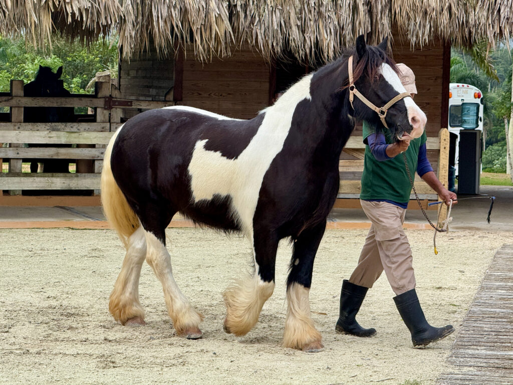Gypsy Vanner horse