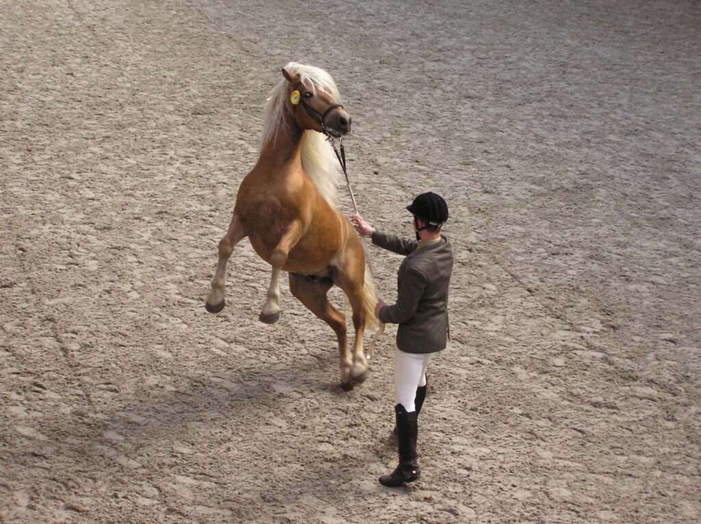 A rearing horse handled by a person on the ground.